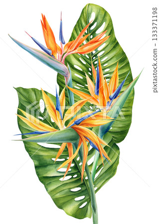 Watercolor bird of paradise flowers with tropical green leaves for exotic floral design and summer botanical decoration 133371198