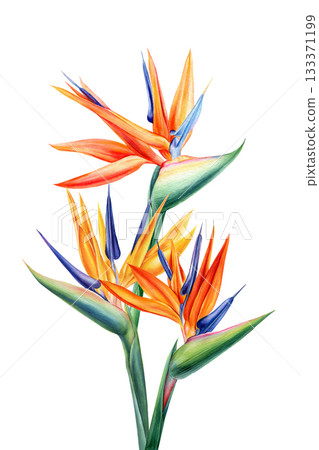 Bright watercolor bird of paradise flowers with orange blue petals for tropical botanical art and exotic floral design 133371199