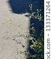 Weeds blooming on asphalt 133371264