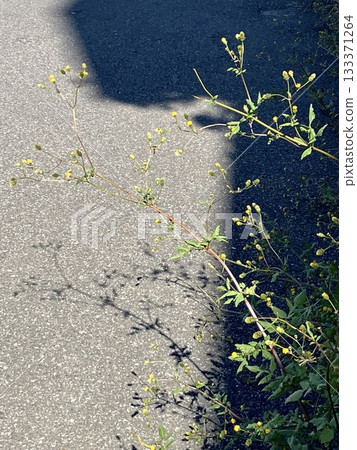 Weeds blooming on asphalt Weeds blooming on asphalt 133371264