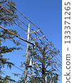 Electric poles, wires and trees 133371265