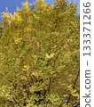 Golden autumn trees 133371266