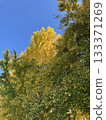 Autumn trees 133371269