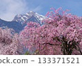 Weeping cherry trees in Mahara, Hokuto City, and Mount Kaikoma with remaining snow 133371521
