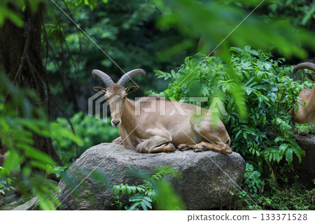 The barbary sheep is mammal and hill animal The barbary sheep is mammal and hill animal 133371528