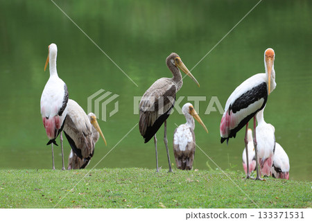 The Painted Stork bird (Mycteria leucocephala) in garden 133371531