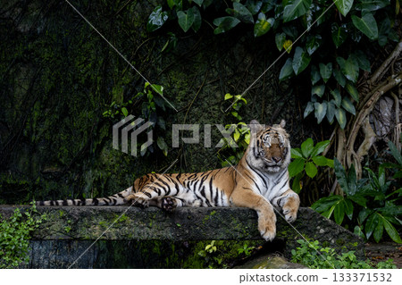 Close up Indochinese tiger is beautiful animal and dangerous in forest 133371532