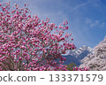 Magnolia trees in Mahara, Hokuto City, and the remaining snow on Mount Kaikoma 133371579