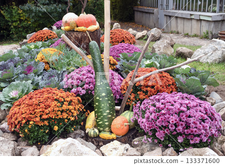 Decorative Pumpkins and Ornamental Kale in Cluj-Napoca Botanical Garden 133371600
