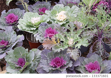 Purple and White Ornamental Cabbage in Cluj-Napoca Botanical Garden Purple and White Ornamental Cabbage in Cluj-Napoca Botanical Garden 133371601