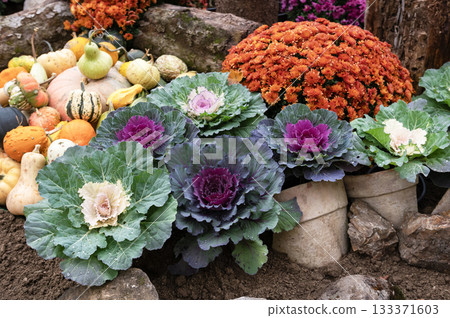 Purple and White Ornamental Cabbage in Cluj-Napoca Botanical Garden 133371603