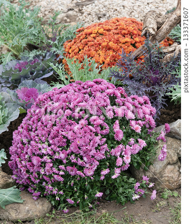 Purple and Orange Chrysanthemum Bushes in Cluj-Napoca Botanical Garden Purple and Orange Chrysanthemum Bushes in Cluj-Napoca Botanical Garden 133371607