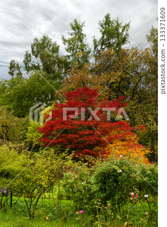 Colorful Autumn Landscape in Alexandru Borza Botanical Garden Cluj-Napoca 133371609