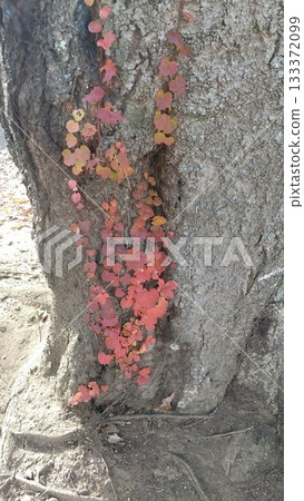 Red ivy growing on a tree trunk Red ivy growing on a tree trunk 133372099