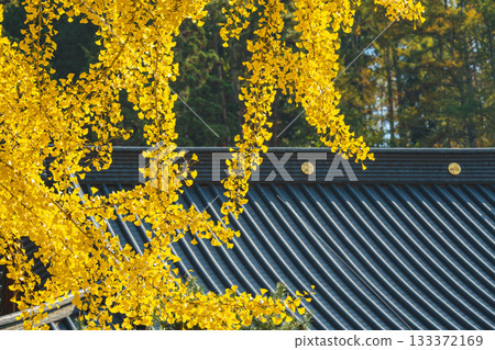 Drooping ginkgo tree 133372169