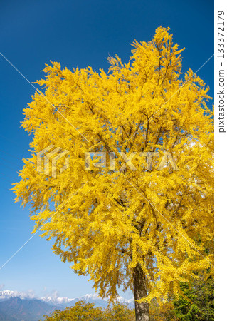 Ginkgo trees at Chofukuji Temple and the Northern Alps Ginkgo trees at Chofukuji Temple and the Northern Alps 133372179
