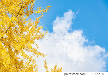 Refreshing autumn sky and ginkgo trees Refreshing autumn sky and ginkgo trees 133372180