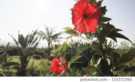 石垣島上的紅色木槿花 石垣島上的紅色木槿花 133372560
