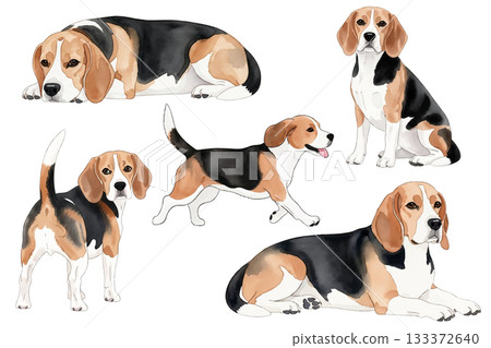 Beagle watercolor illustration set in various poses 133372640
