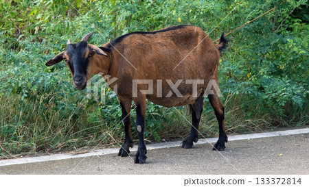 A goat grazes on grass along a roadside surrounded by greenery The setting appears peaceful Farm animal in rural environment A goat grazes on grass along a roadside surrounded by greenery The setting appears peaceful Farm animal in rural environment 133372814