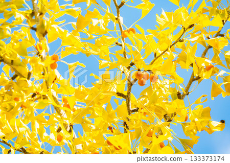 Autumn leaves of ginkgo trees with fruit Autumn leaves of ginkgo trees with fruit 133373174