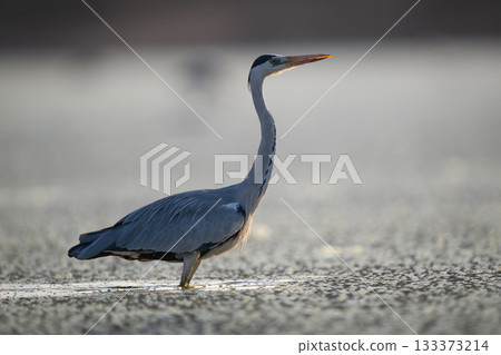 Grey heron lifts head in calm pond 133373214
