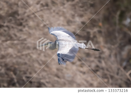 Grey heron passes bushes with wings spread Grey heron passes bushes with wings spread 133373216