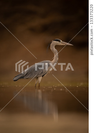 Grey heron standing reflected in calm water 133373220