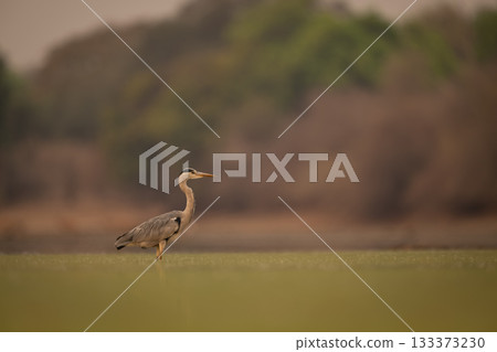 Grey heron stands in water in profile 133373230