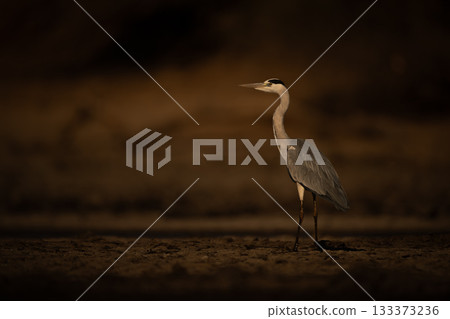 Grey heron stands on riverbank in profile Grey heron stands on riverbank in profile 133373236