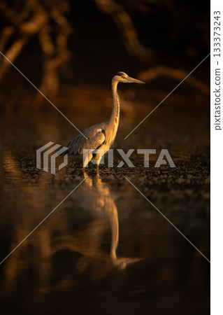 Grey heron wades through pool among bubbles 133373243