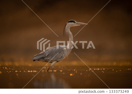Grey heron walks backlit across shallow pool 133373249