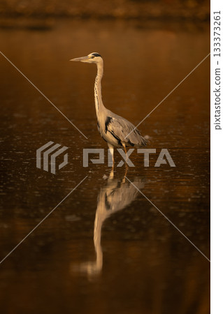 Grey heron walks through pond in sunshine 133373261