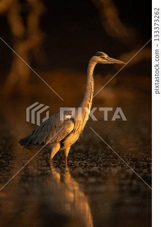Grey heron walks through pool among bubbles Grey heron walks through pool among bubbles 133373262