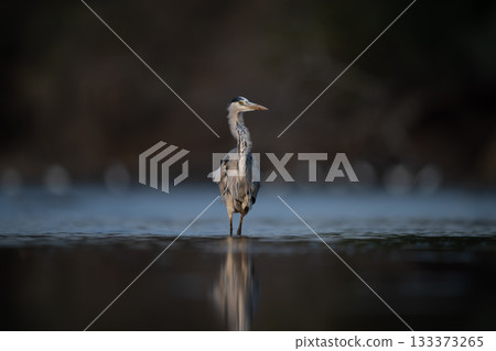 Grey heron walks towards camera through pool Grey heron walks towards camera through pool 133373265