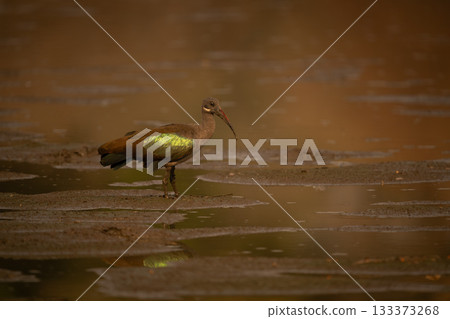 Hadada ibis stands on mudflat in sunshine 133373268