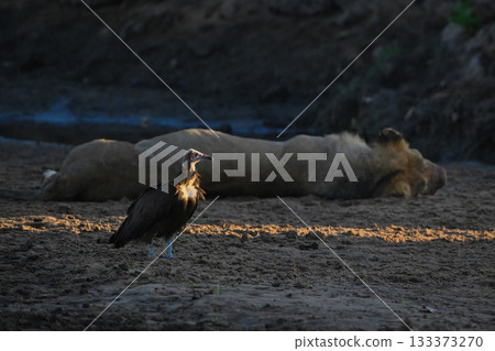 Hooded vulture beside sleeping lion in riverbed Hooded vulture beside sleeping lion in riverbed 133373270