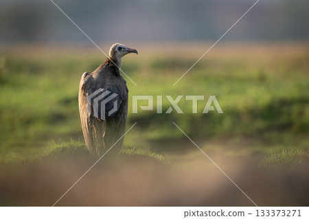 Hooded vulture on grassy bank turns head Hooded vulture on grassy bank turns head 133373271