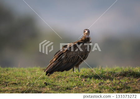 Hooded vulture on grassy bank watches camera 133373272