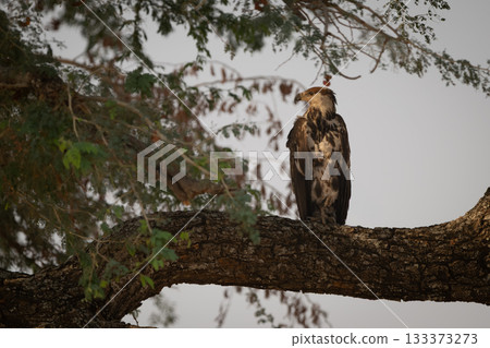 Juvenile African fish eagle turns head left Juvenile African fish eagle turns head left 133373273