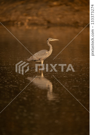 Juvenile grey heron stands in calm pond Juvenile grey heron stands in calm pond 133373274
