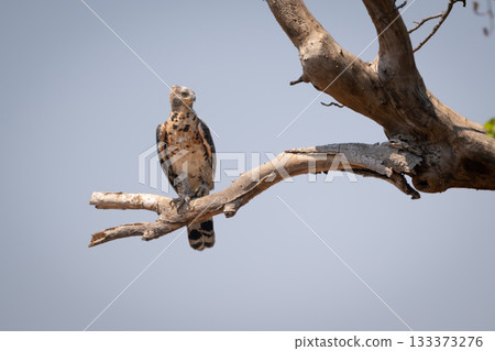 Juvenile martial eagle turns head on branch Juvenile martial eagle turns head on branch 133373276