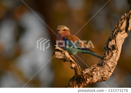 Lilac-breasted roller eyes camera from dead bough Lilac-breasted roller eyes camera from dead bough 133373278