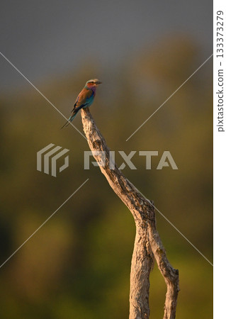 Lilac-breasted roller eyes camera from dry branch Lilac-breasted roller eyes camera from dry branch 133373279