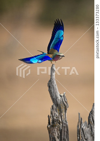 Lilac-breasted roller flies away from dead tree 133373280