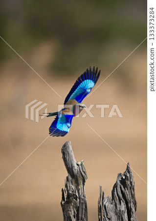 Lilac-breasted roller flies off from dead tree Lilac-breasted roller flies off from dead tree 133373284