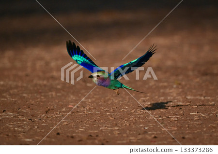 Lilac-breasted roller flying low and spreading wings Lilac-breasted roller flying low and spreading wings 133373286