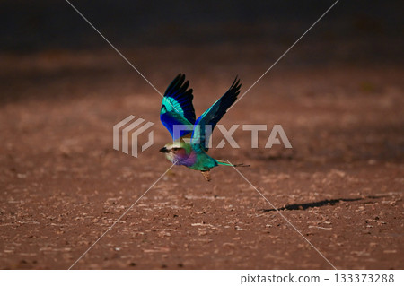 Lilac-breasted roller flying low over sandy ground Lilac-breasted roller flying low over sandy ground 133373288