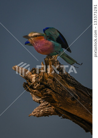 Lilac-breasted roller lifts wings ready to fly Lilac-breasted roller lifts wings ready to fly 133373291