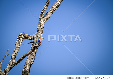 Lilac-breasted roller on branch against clear sky Lilac-breasted roller on branch against clear sky 133373292
